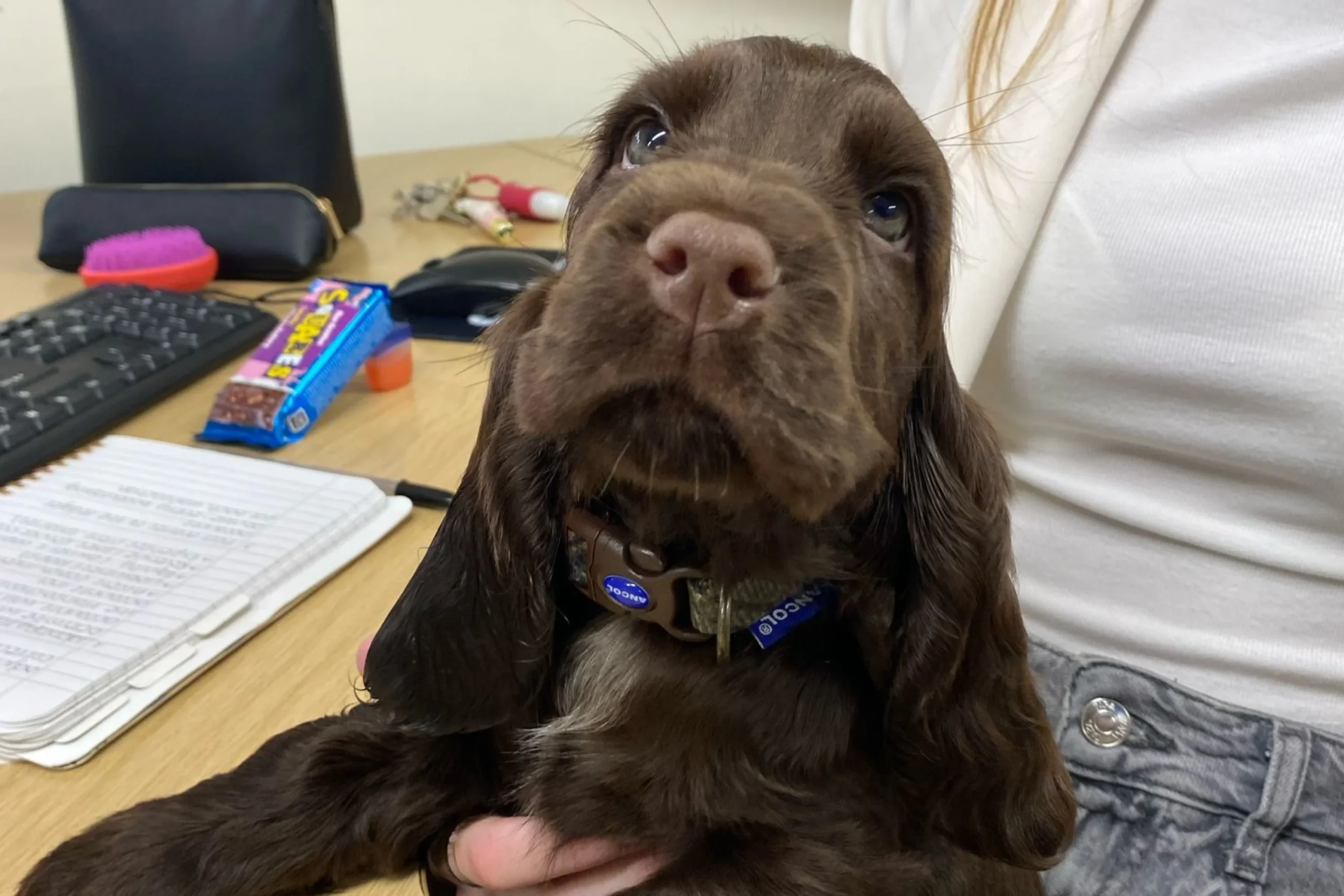 Pup Party at Black & White Accounting!
