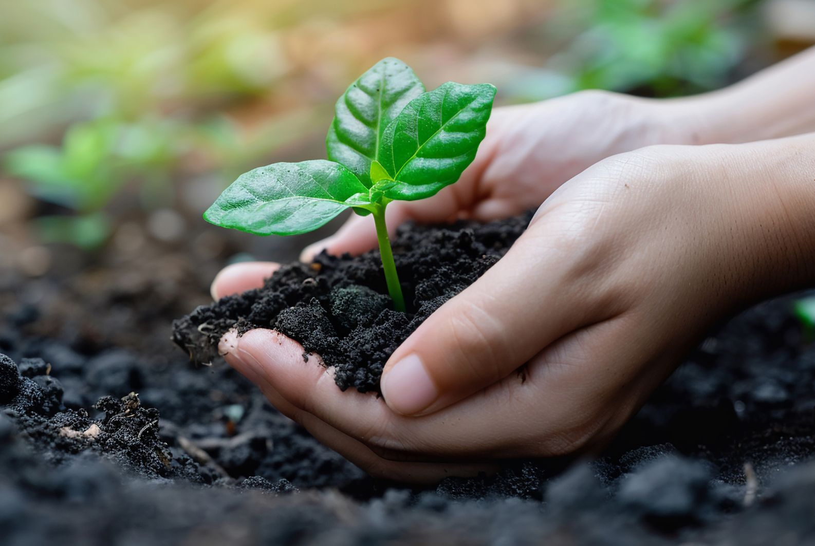 Should My Business Become a B-Corp?